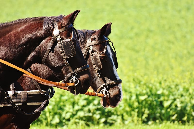 Horse-Drawn Carriage